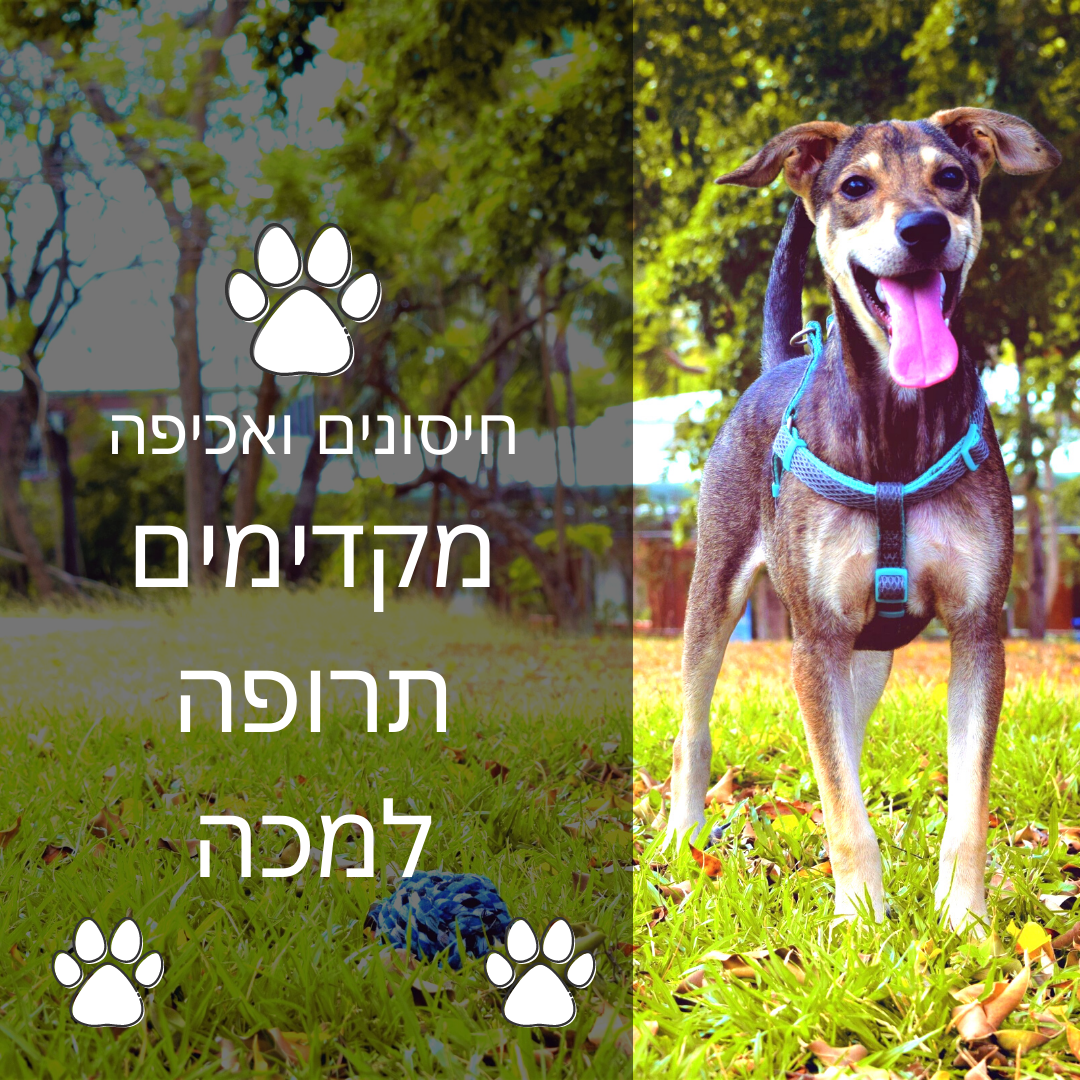 אשכול גליל מזרחי-מתן שירות ווטרינרי בגולן